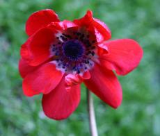 Anemone-45.jpg